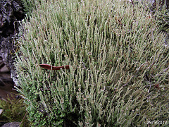 Cladonia species