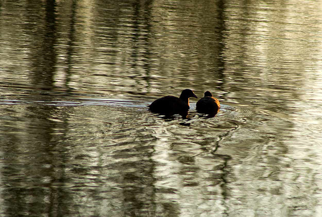 Coots in the ripples