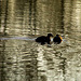 Coots in the ripples