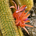 Golden Rat Tail Cactus – United States Botanic Garden, Washington, DC