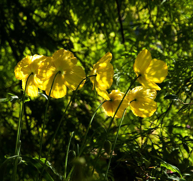 welsh poppies