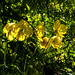 welsh poppies