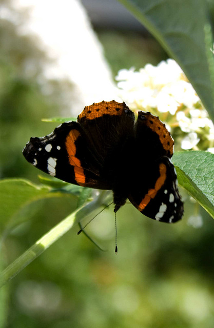 Red Admiral on white buddleia