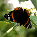 Red Admiral on white buddleia