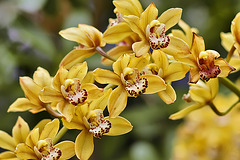 "Ming Pagoda" Orchids – United States Botanic Garden, Washington, DC