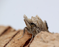 Pale Prominent Face
