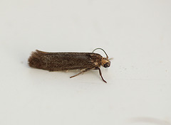 Ash Bud Moth - Prays fraxinella