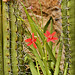 Organ Pipe Cactus – United States Botanic Garden, Washington, DC