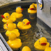 Pluck a Duck – Labour Day Festival, Greenbelt, Maryland