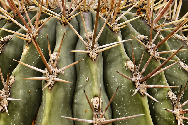 Hatpin Barrel Cactus – United States Botanic Garden, Washington, DC