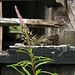 Rosebay willow-herb