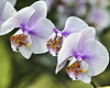 Purple and White Phalaenopsis – United States Botanic Garden, Washington, DC