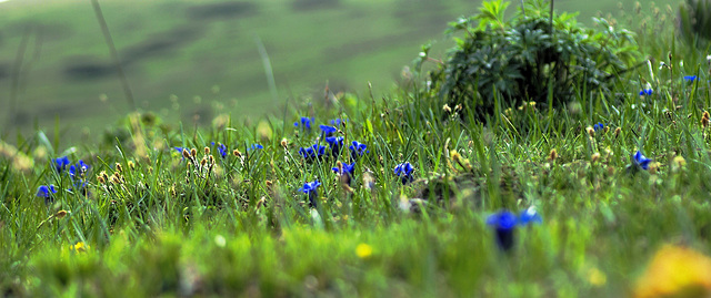 Bergwiese mit Frühlingsenzian und Alpenenzian und Trollblumen an den Nordhängen des Passo di Tremalzo.  ©UdoSm