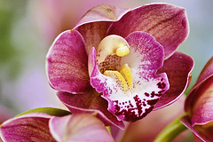 "Pink Diamond" Orchid – United States Botanic Garden, Washington, DC