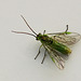 Small Sawfly Needs Name