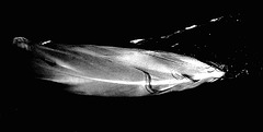 SeaFeather-bw