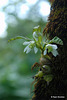 20090924-0157 Dendrobium nanum Hook.f.