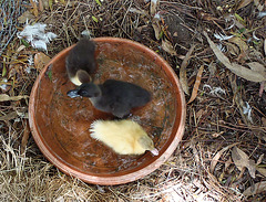 The Three (duckling) Amigos in their new home