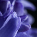 Hyacinth opening
