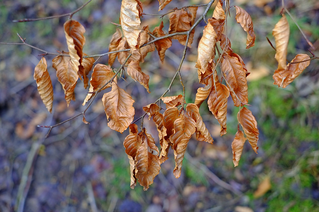 Over Winter Beech leaves
