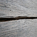 Dry Wood Texture 2