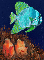 angelfish & orange sea squirts