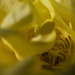 Inside the yellow rose
