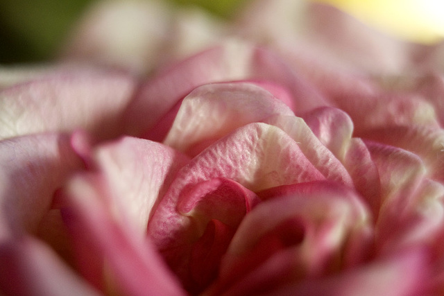 Rose petal veins