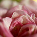 Rose petal veins