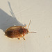 Tiny Beetle Needs Name