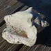 A Conch on the Boardwalk - 28 January 2014