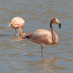 Flamingoes on Grand Turk - 28 January 2014