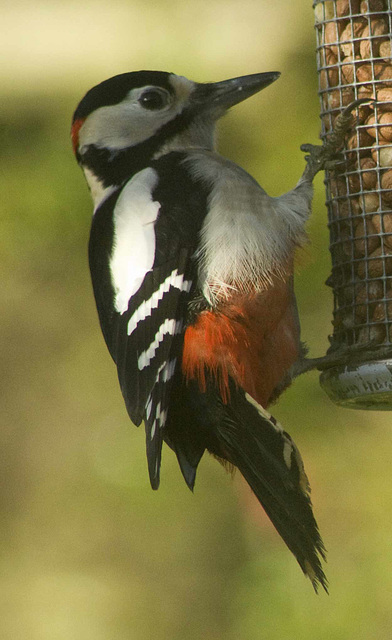 Woodpecker close-up