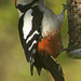 Woodpecker close-up