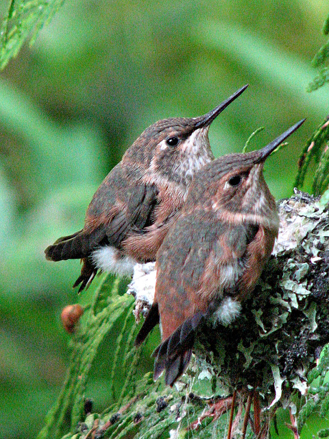 Hummingbabies day 22  Time to Leave