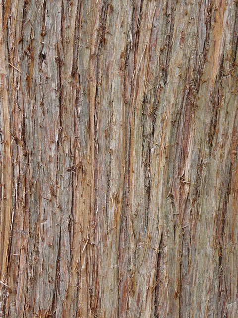 Bark Texture 1