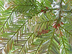 Yew Leaf Texture