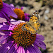 Brown Butterfly, Purple Flower – The Wild Center, Tupper Lake, New York