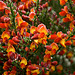 marmalade flowers