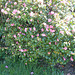 mini camellia bush