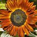 Sunflower Burst – National Arboretum, Washington DC