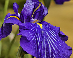 "Ashton's Dawn" Iris – National Arboretum, Washington DC