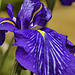 "Ashton's Dawn" Iris – National Arboretum, Washington DC