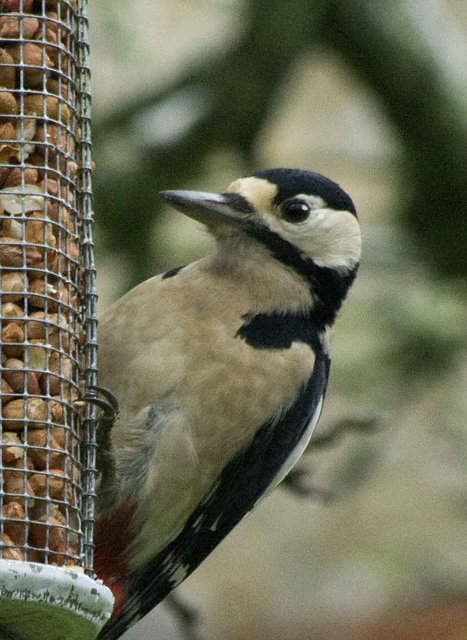 Woodpecker on nuts