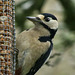 Woodpecker on nuts