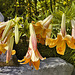 Lilies on the Rocks – National Arboretum, Washington DC