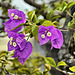 Bonsai Bougainvillea Flowers – National Arboretum, Washington D.C