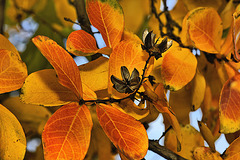 Crape Myrtle in Autumn #2 – National Arboretum, Washington D.C