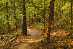Wanderings – Greenbelt National Park, Greenbelt, Maryland