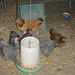 pullets